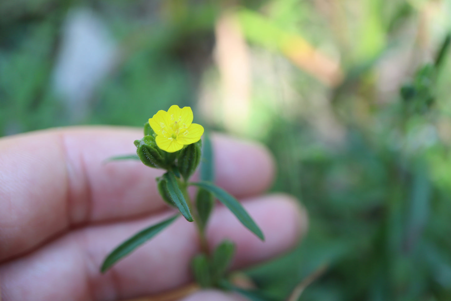 Onagre vivace / Small sundrops (Oenothera perennis) – plante indigène, Ottawa Valley