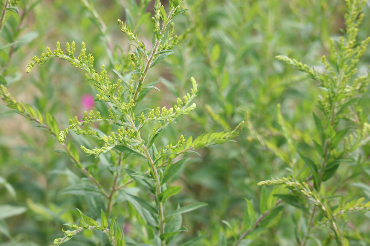 Solidago rugosa (Fr: verge d'or haute | En: Rough goldenrod)