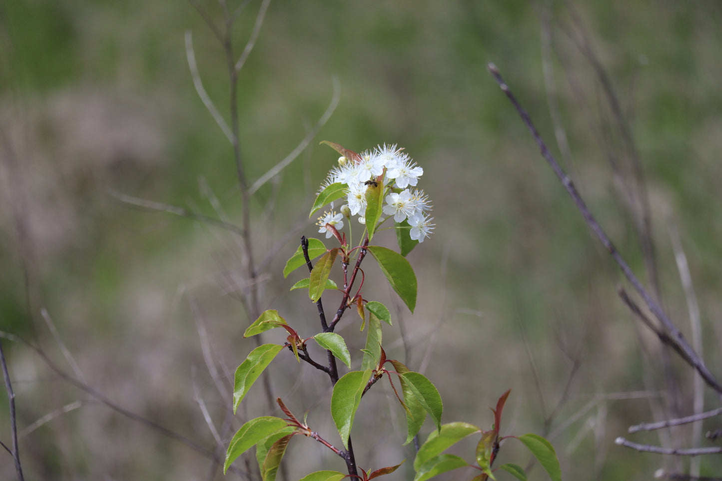 Cerisier de Pennsylvanie / Pin cherry (Prunus pensylvanica) – plante indigène, Ottawa Valley