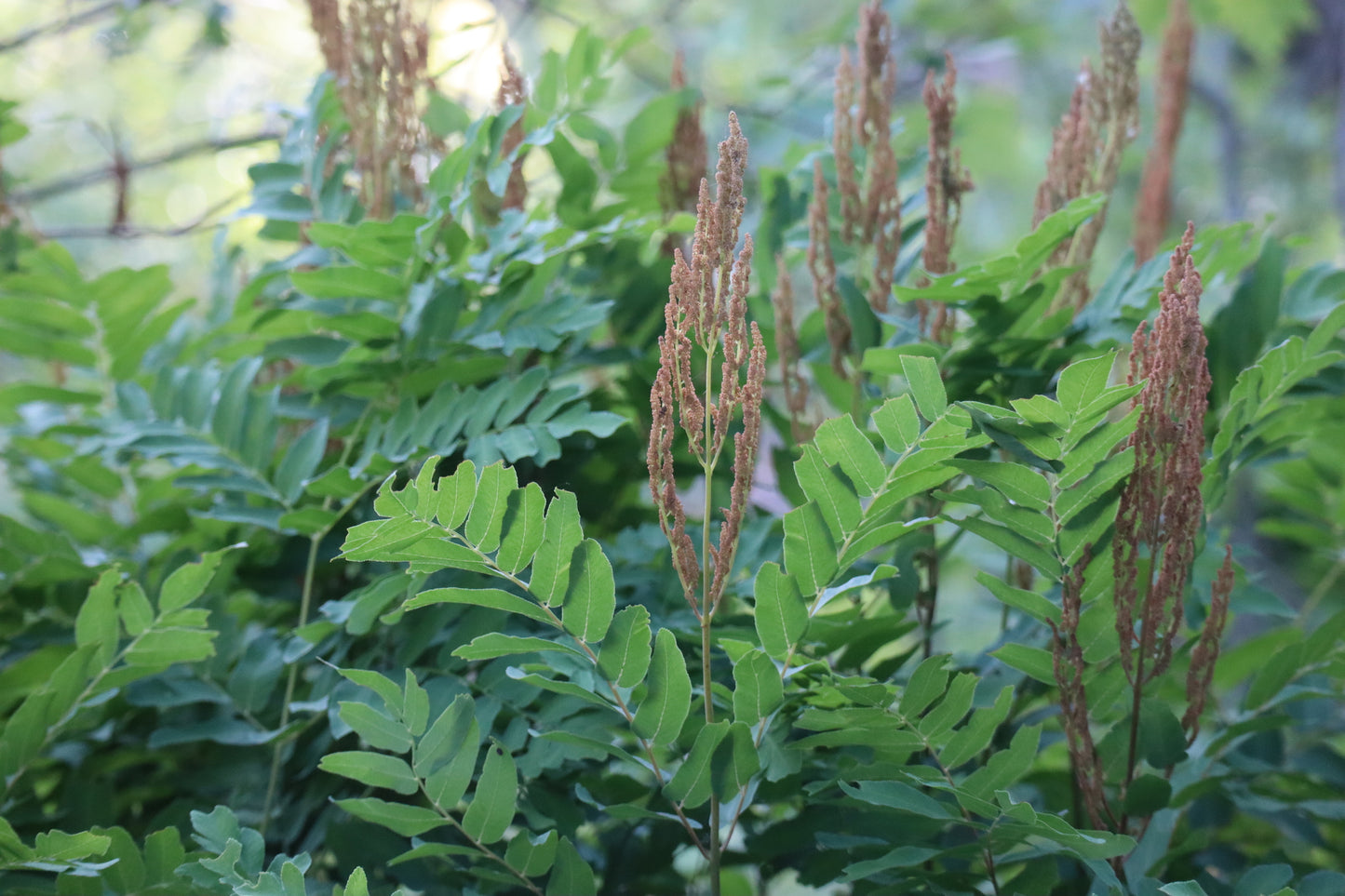 Osmonde royale d'Amérique / American royal fern (Osmunda regalis var. spectabilis) – plante indigène, Ottawa Valley