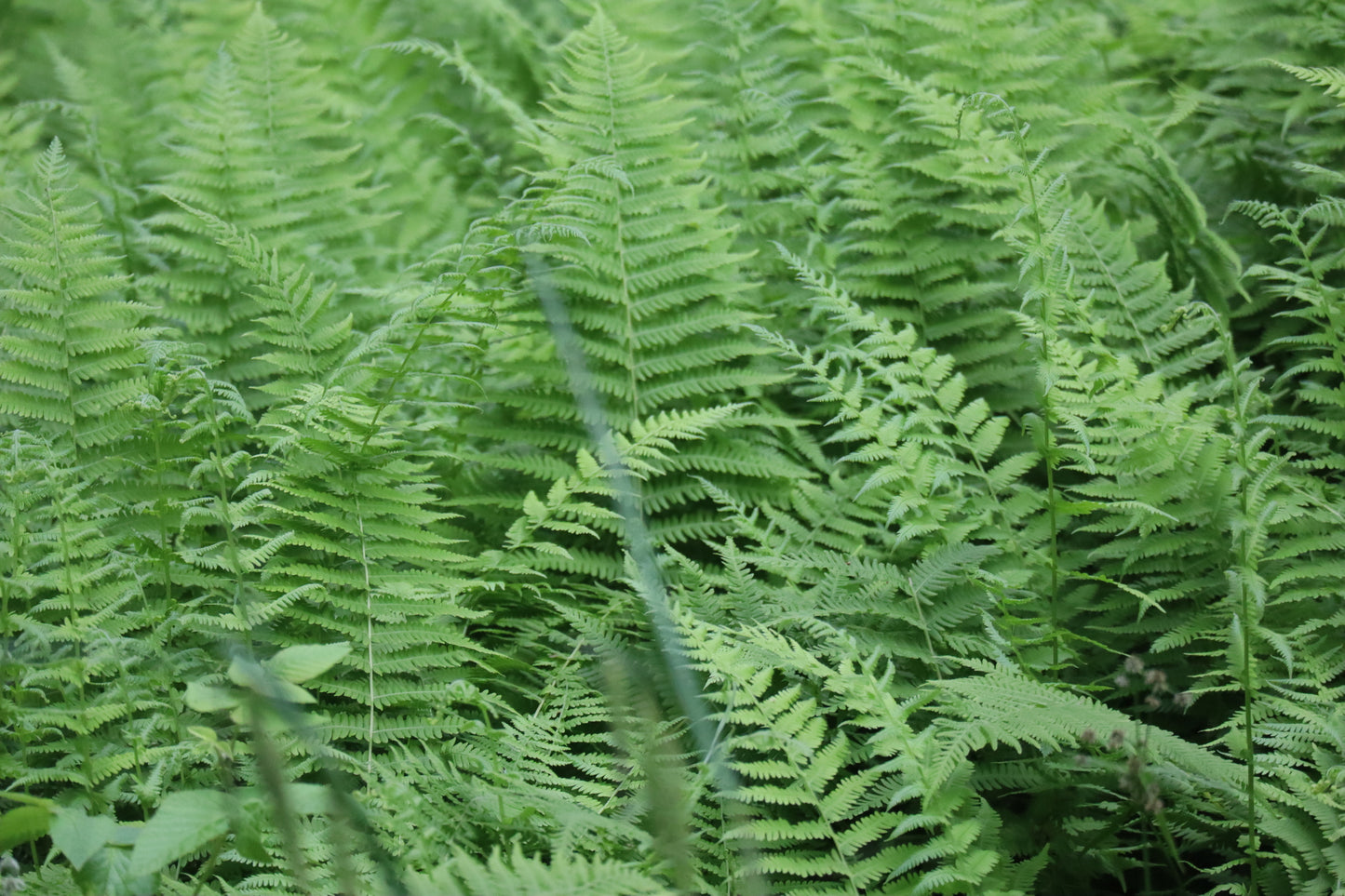 Amauropelta noveboracensis (Fr: thélyptère de New York | En: New York fern)