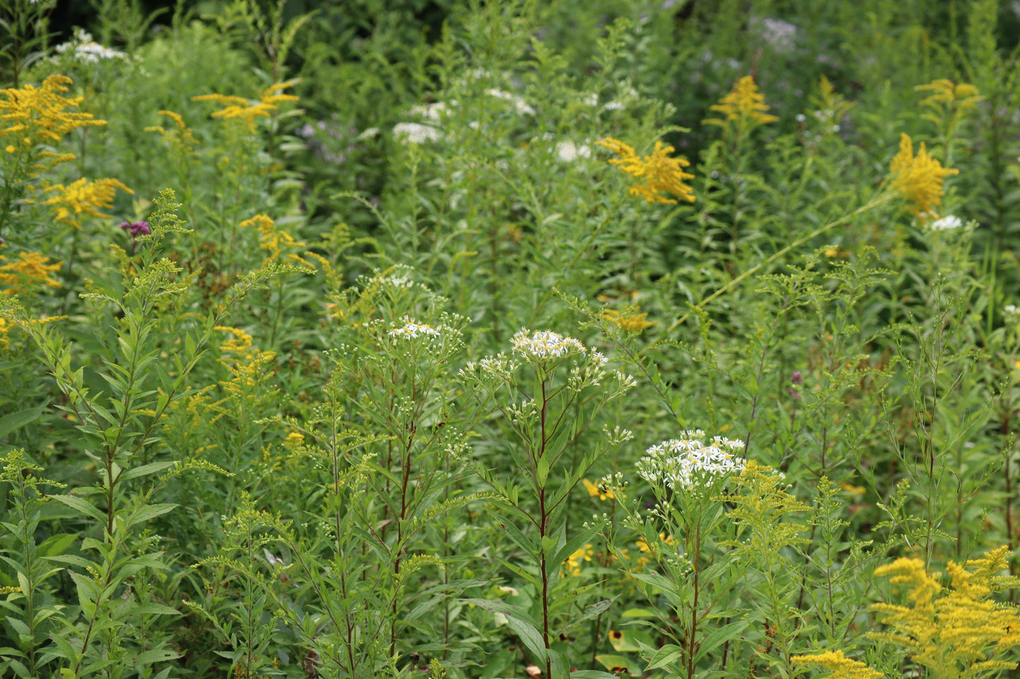 Aster à ombelles / Flat-top white aster (Doellingeria umbellata) – plante indigène, Ottawa Valley