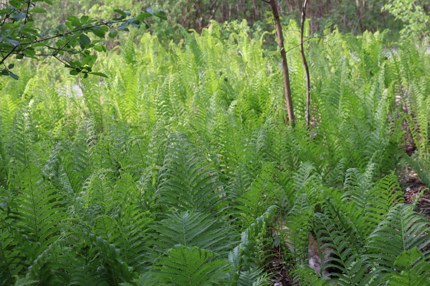 Matteuccia struthiopteris (Fougère à autruche)