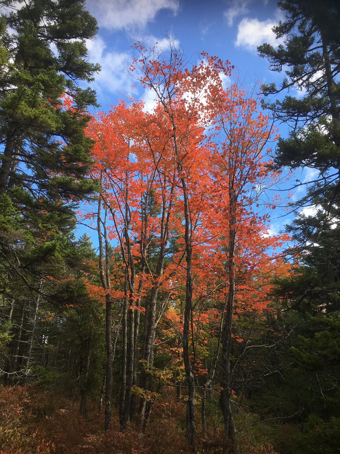 Acer rubrum (Fr: érable rouge | En: Red Maple)