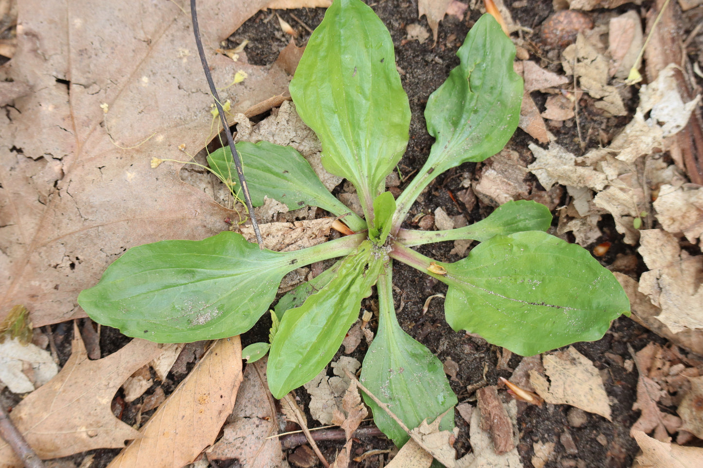 Plantago rugélii (Fr: plantain de Rugel | En: American plantain)