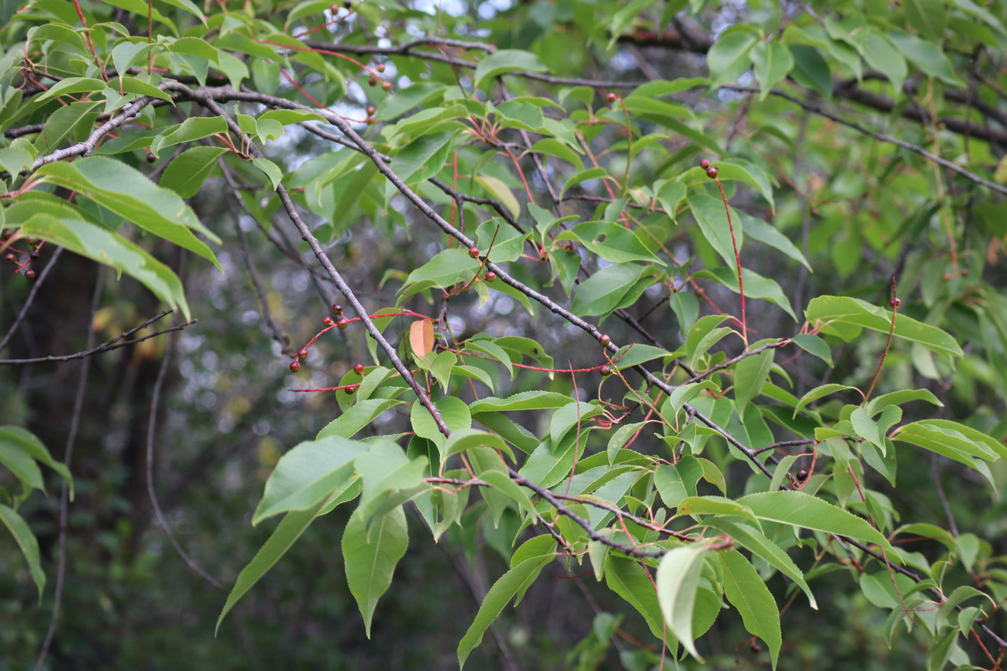 Prunus serotina (Fr: Cerisier tardif | En: Black cherry)