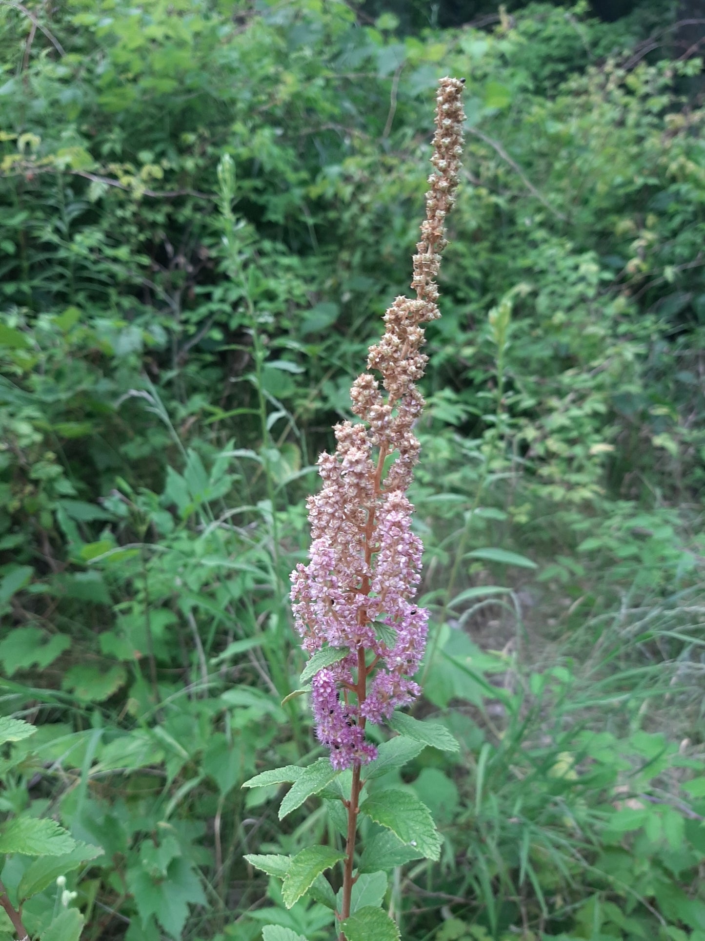 Spiraea tomentosa (Fr: spirée tomenteuse | En: steeplebush)