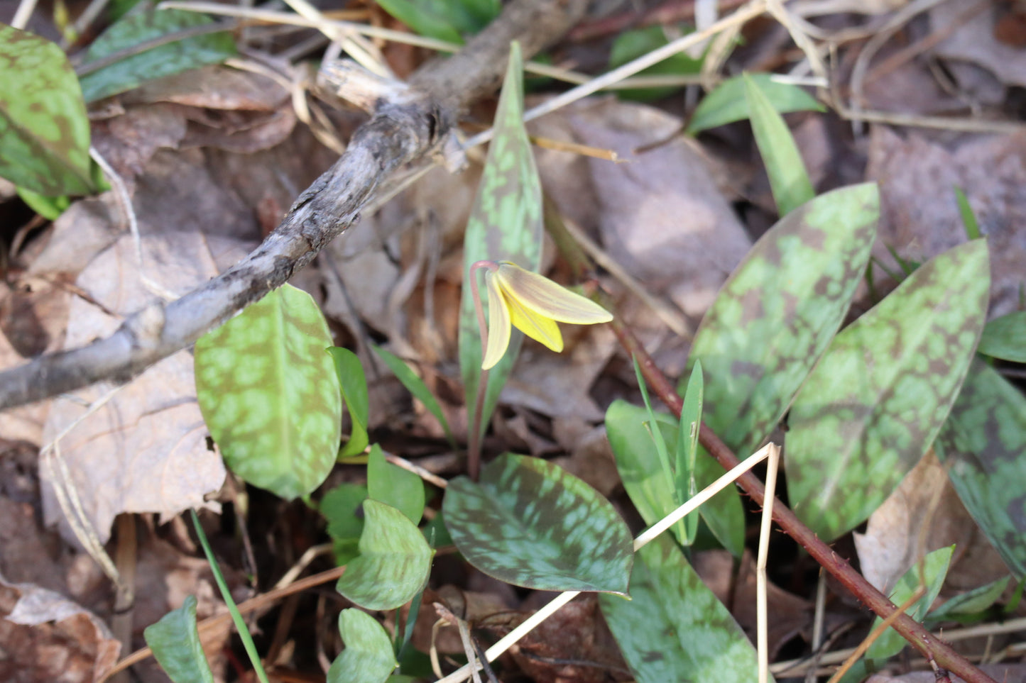 Erythronium americanum (Fr: érythrone d'Amérique| En: Yellow Trout Lily)