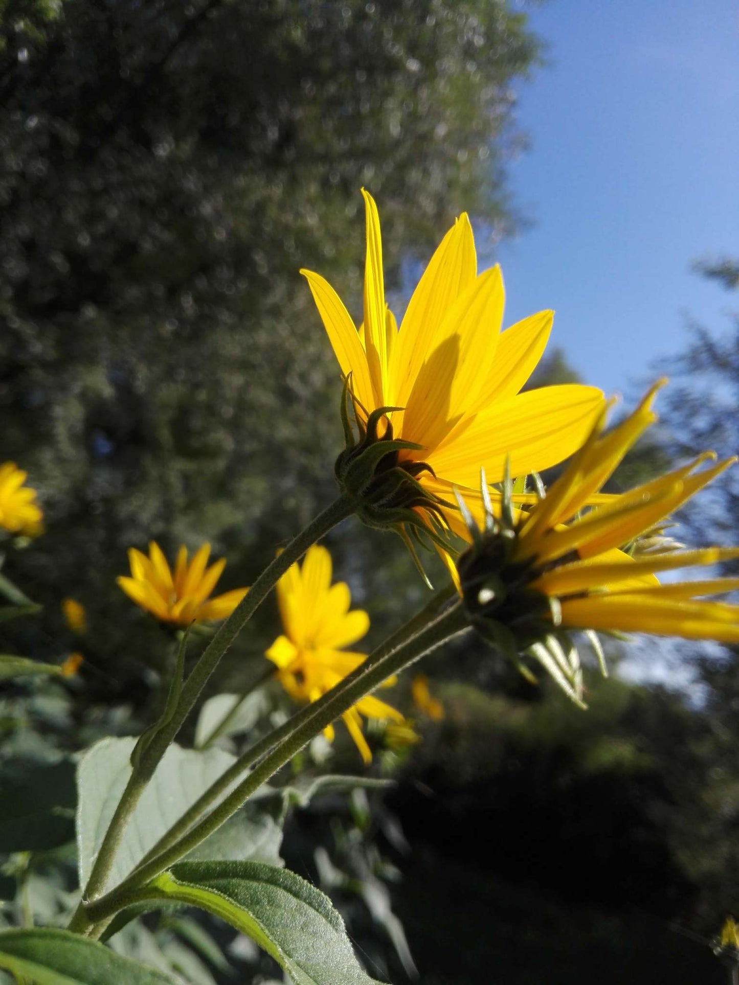 Helianthus tuberosus (Fr : topinambour | En : Jerusalem artichoke)