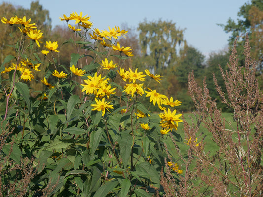 Helianthus tuberosus (Fr : topinambour | En : Jerusalem artichoke)
