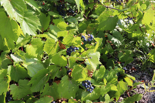 Vitis riparia (Fr: vigne des rivages | En: Riverbank grape)