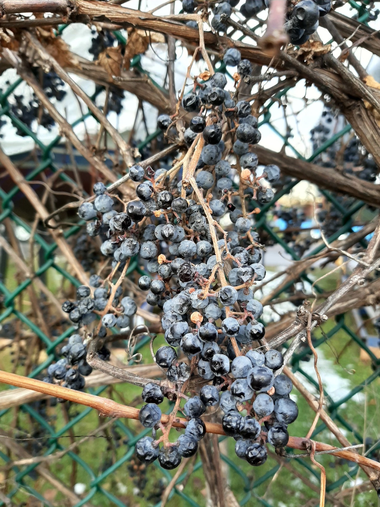 Vitis riparia (Fr: vigne des rivages | En: Riverbank grape)