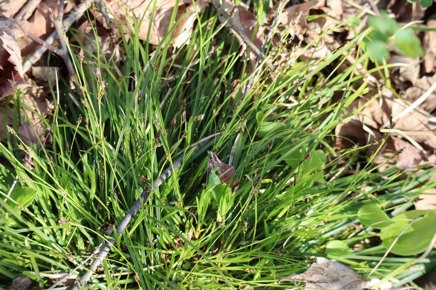 Carex pedunculata (Fr: carex pédonculé | En: long-stalked sedge)