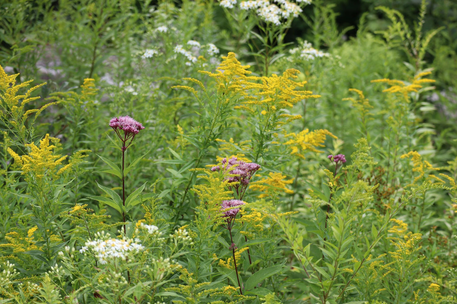 A native meadow of Goldenrods, Joe Pye Weed, and Flat whitetop aster