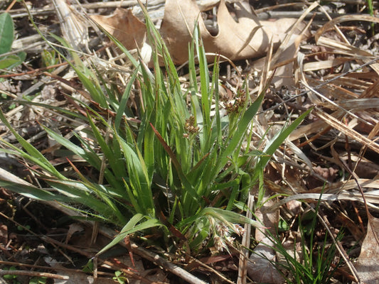 Luzula multiflora (Fr: luzule multiflore En: many-flowered woodrush)