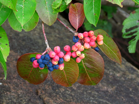 Viburnum cassanoides (Fr: viorne cassinoïde | En: wild raisin)