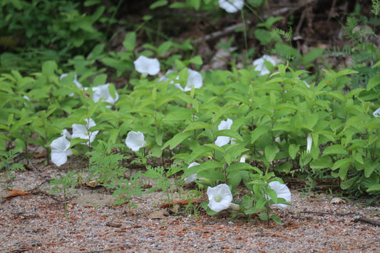 On-Site Ecological Consultation & Site Inventory