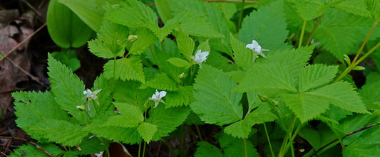 Ronce pubescente / Dwarf raspberry (Rubus pubescens) – plante indigène, Ottawa Valley