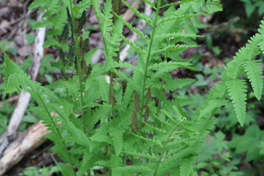 Claytosmunda claytoniana (Fr: osmonde de Clayton | En: Interrupted fern)
