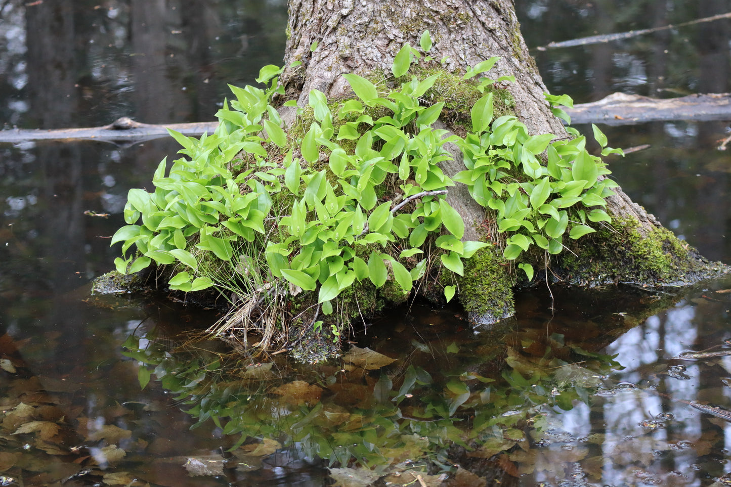 Maianthemum canadense (Fr: maïanthème du Canada | En: Canada mayflower)