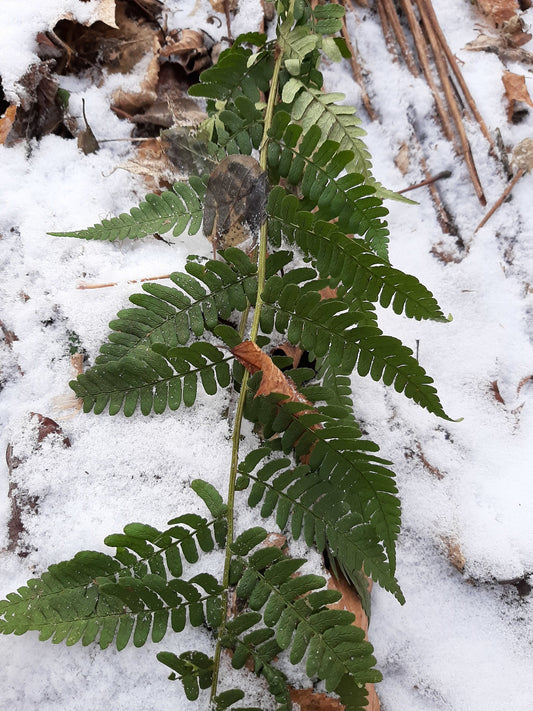 Dryopteris marginalis (fr: Dryoptère à sores marginaux | En: Marginal wood fern)
