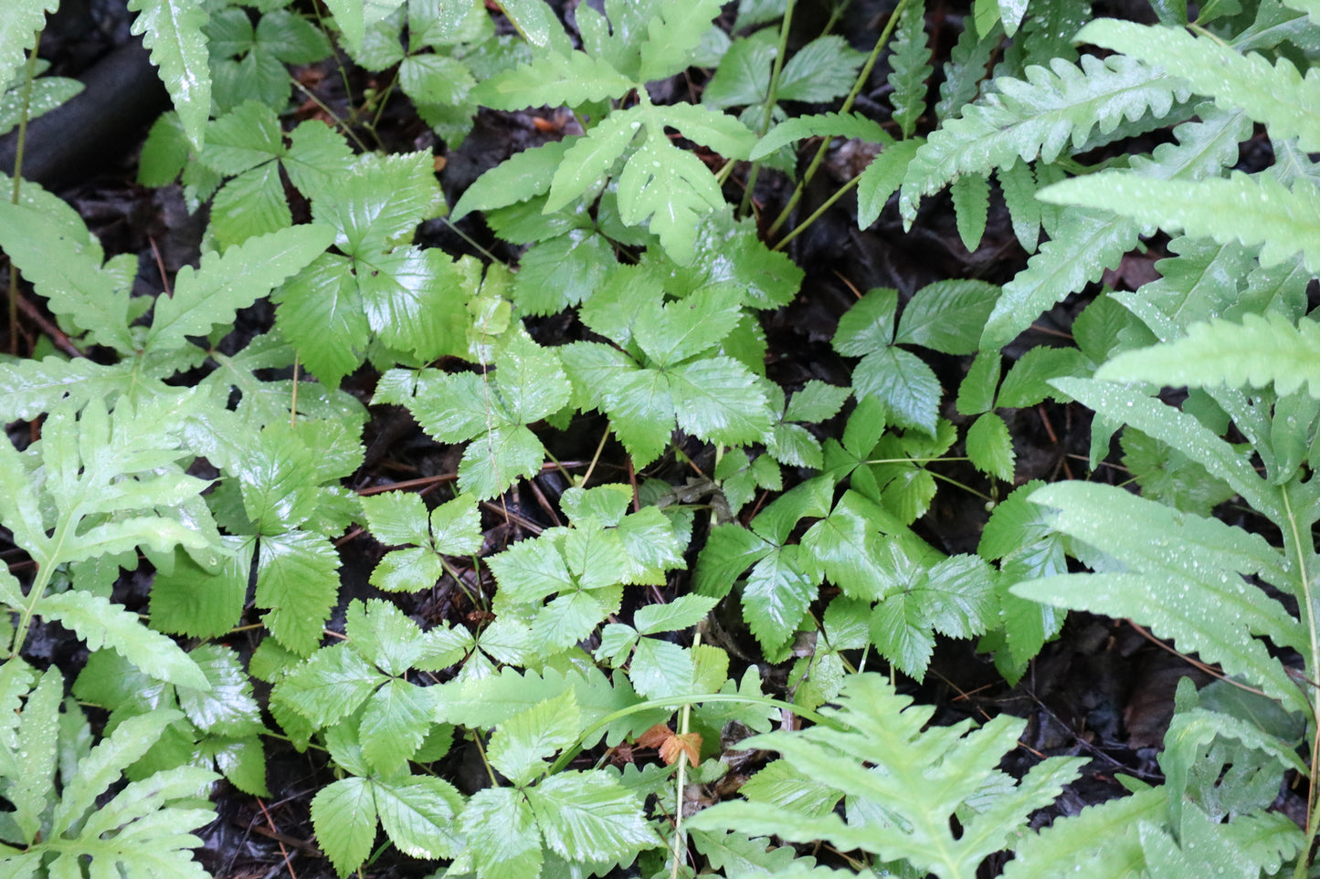 Ronce pubescente / Dwarf raspberry (Rubus pubescens) – plante indigène, Ottawa Valley