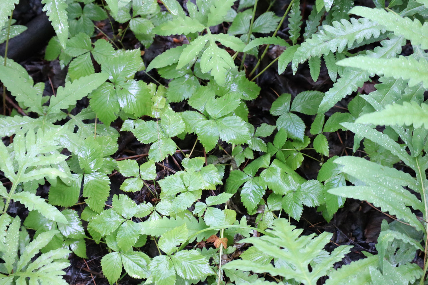 Ronce pubescente / Dwarf raspberry (Rubus pubescens) – plante indigène, Ottawa Valley