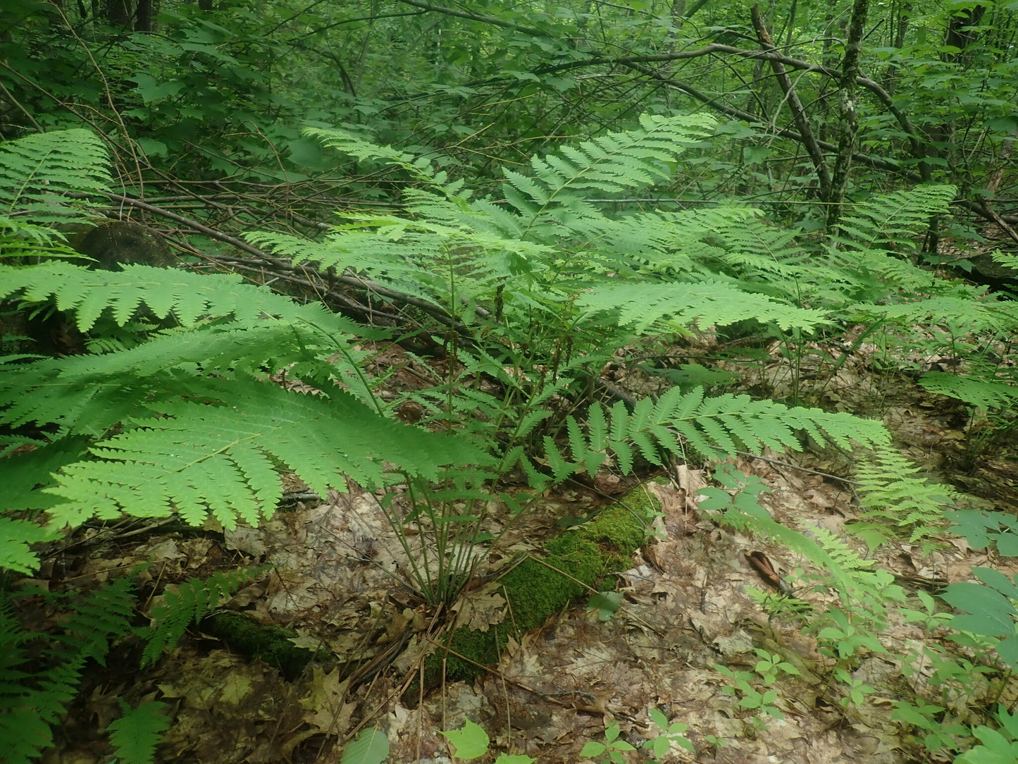 Claytosmunda claytoniana (Fr: osmonde de Clayton | En: Interrupted fern)