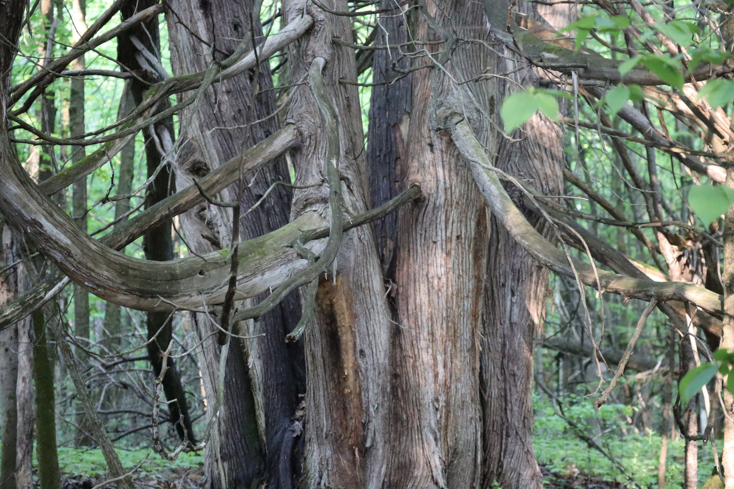 Thuja occidentalis (Fr: thuya occidental | En: Eastern white cedar)