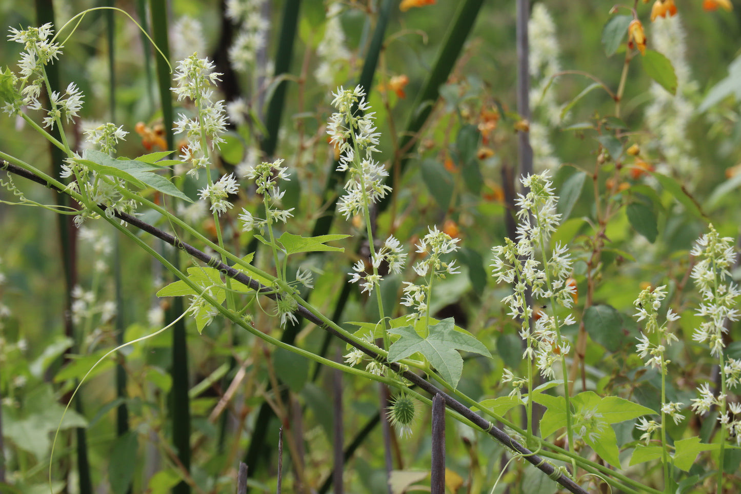 Echinocystis lobata (Fr: concombre grimpant | EN: Wild concombre)