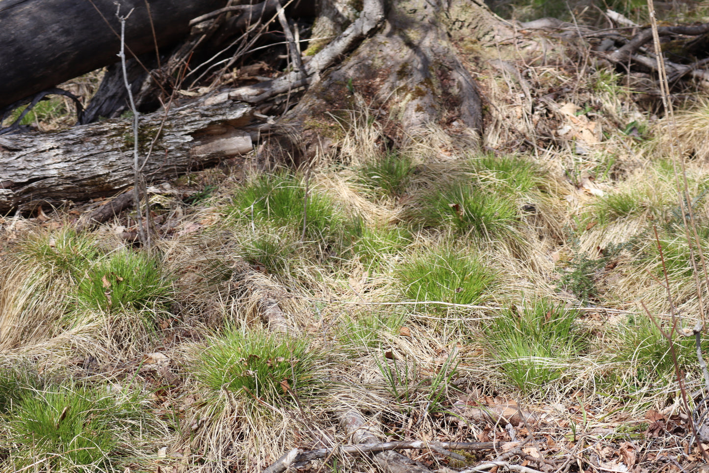 Carex bromoides (Fr: carex faux-brome | En: Brome-like sedge)