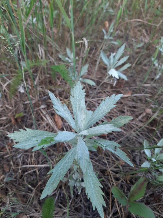 Artemisia ludoviciana (Fr: armoise de l'Ouest | En: silver wormwood, white sagebrush)