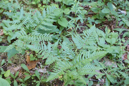 Pteridium aquilinum var. latiusculum (Fr: fougère-aigle de l'Est | En: Bracken)