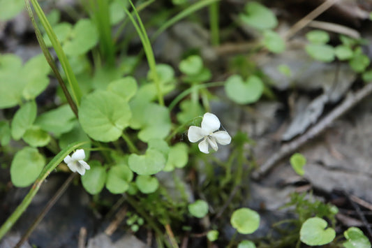 Viola minuscula (Fr: violette pâle | En: northern white violet)
