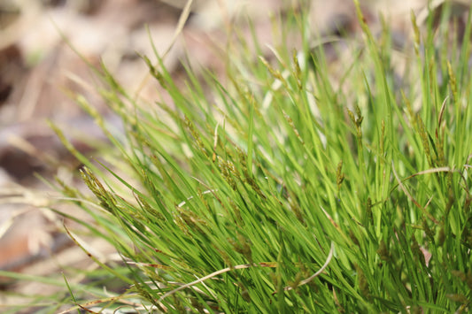 Carex bromoides (Fr: carex faux-brome | En: Brome-like sedge)