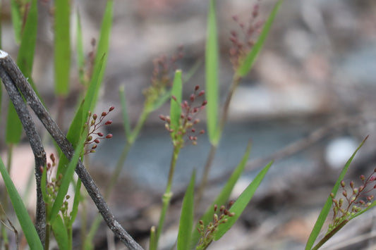 Dichanthelium implicatum (Fr: panic à touffe dense | En: Old field panic grass)