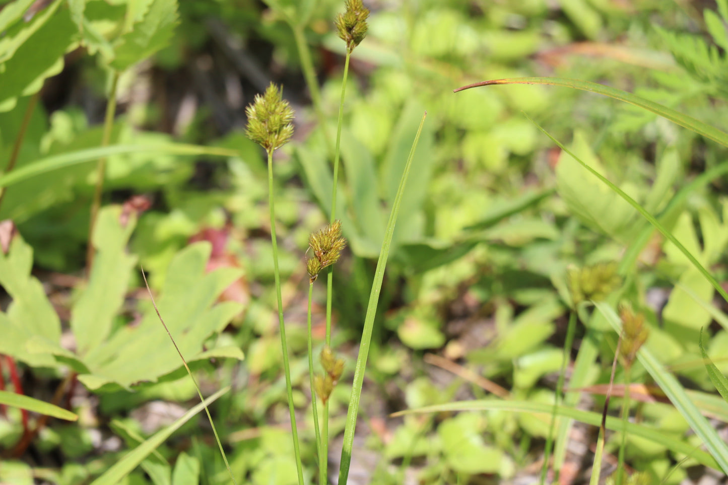 Carex crawfordii (Fr:carex de Crawford | En: Crawford's sedge)