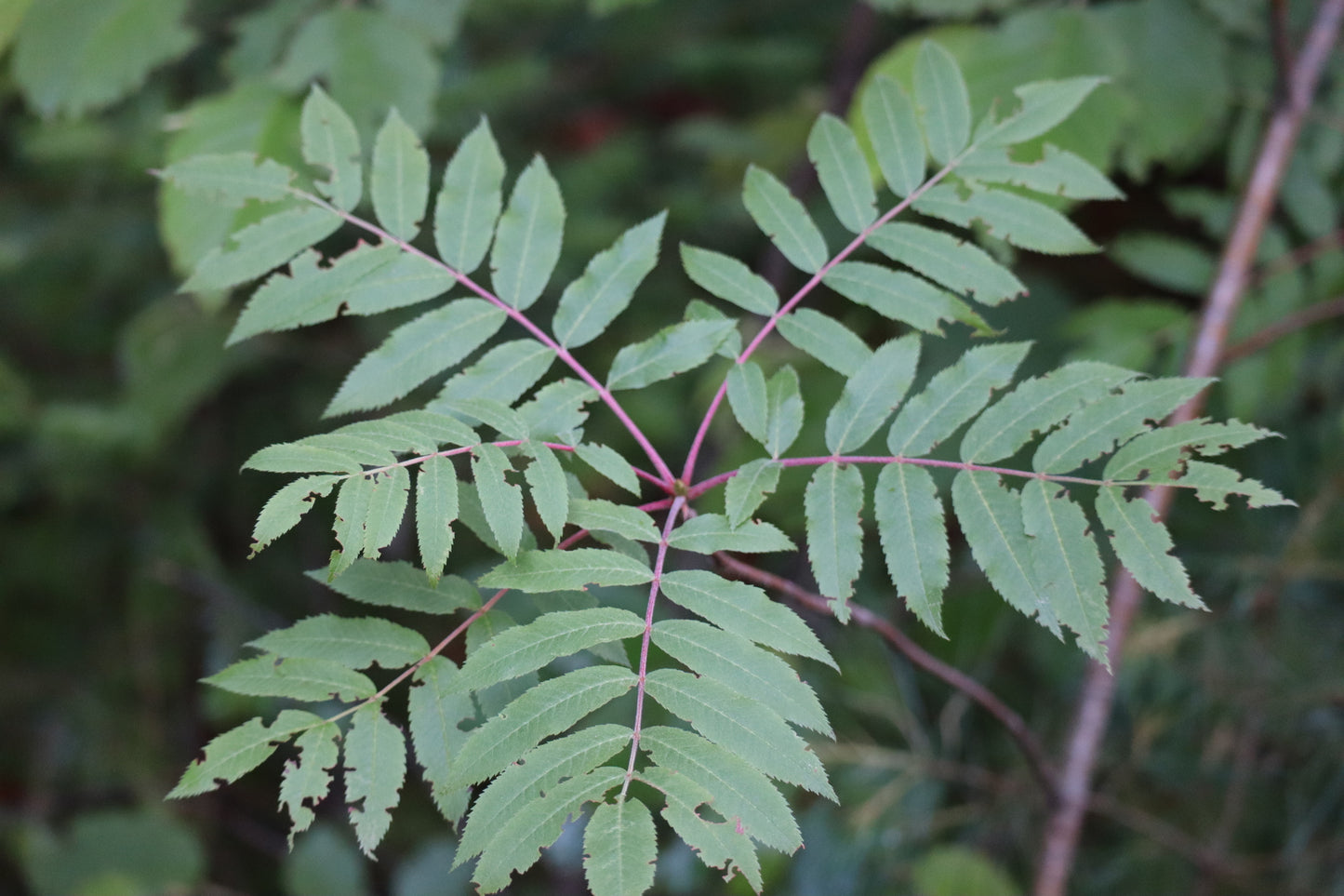 Sorbus americana (Fr: sorbier d'Amérique | En: American mountain-ash)