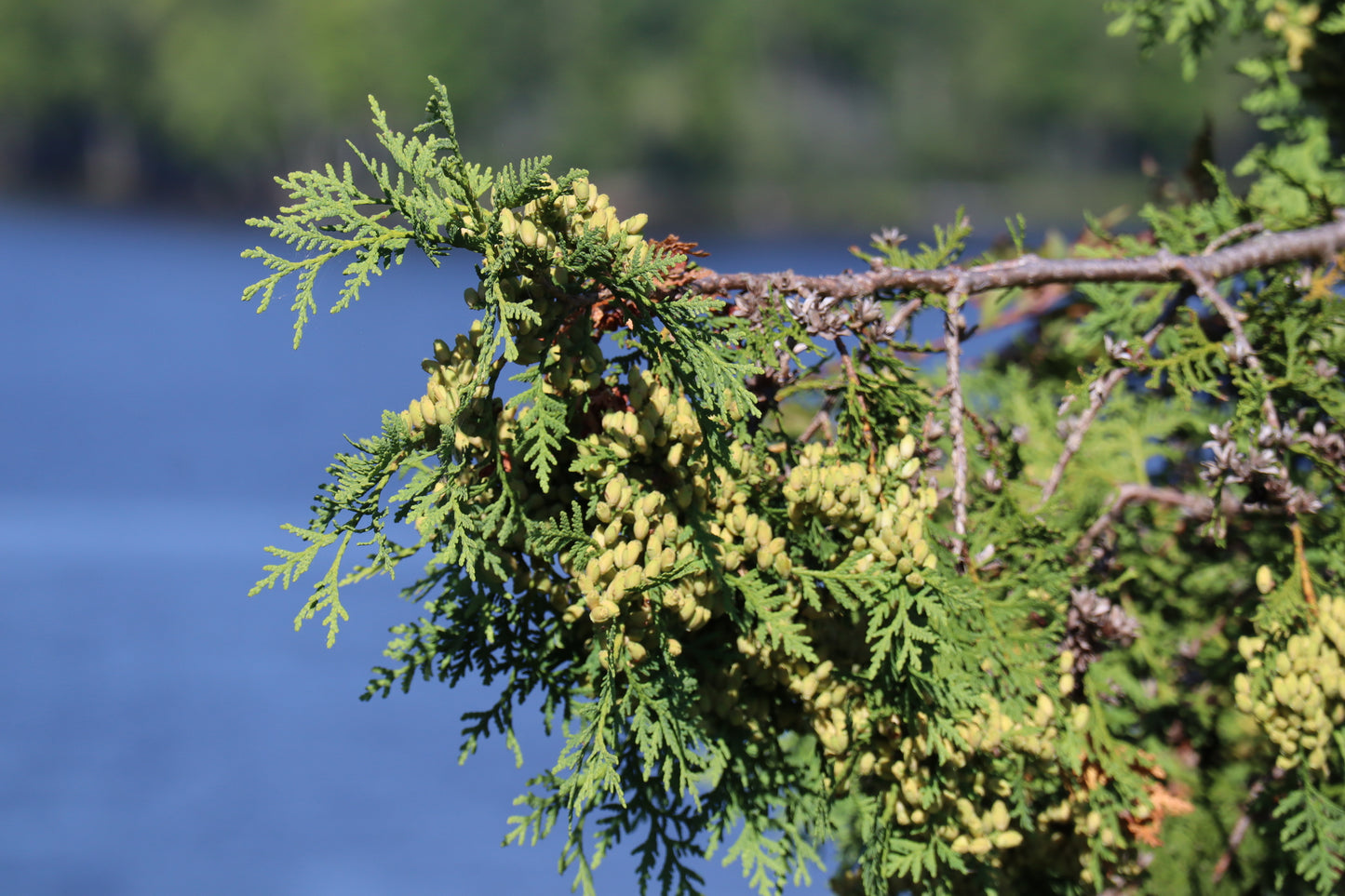 Thuja occidentalis (Fr: thuya occidental | En: Eastern white cedar)