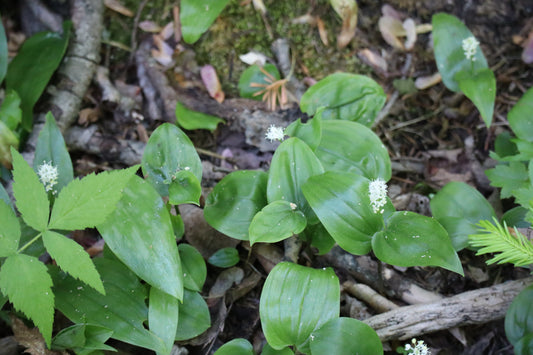 Maianthemum canadense (Fr: maïanthème du Canada | En: Canada mayflower)