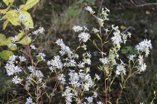 Symphyotrichum ciliolatum (Fr: aster ciliolé | En: Lindley's aster)