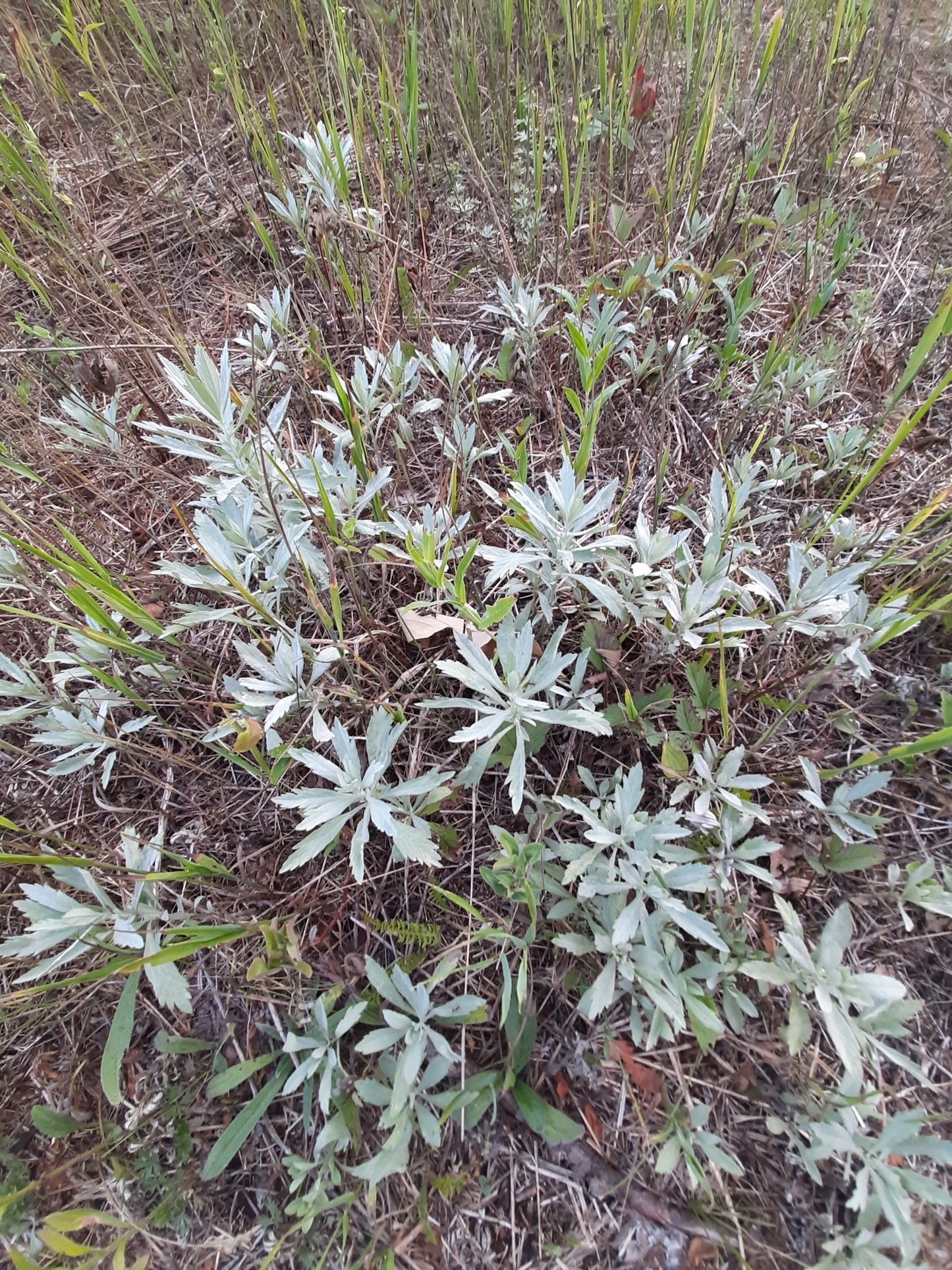 Artemisia ludoviciana (Fr: armoise de l'Ouest | En: silver wormwood, white sagebrush)