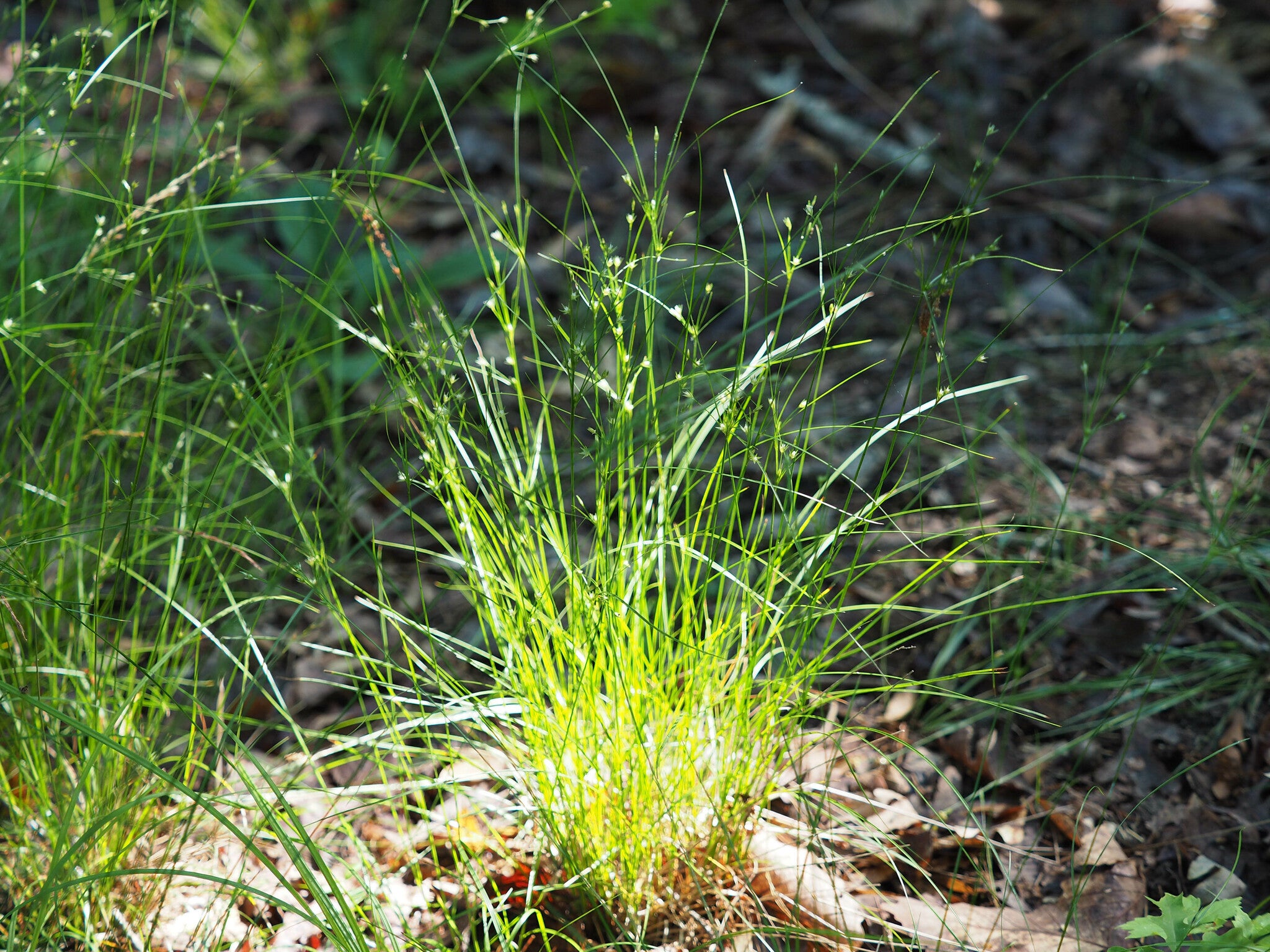 Jonc grêle / Slender Path Rush – Juncus tenuis | Pépinière pour la ...