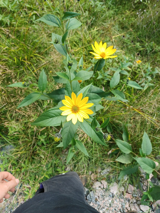 Helianthus strumosus