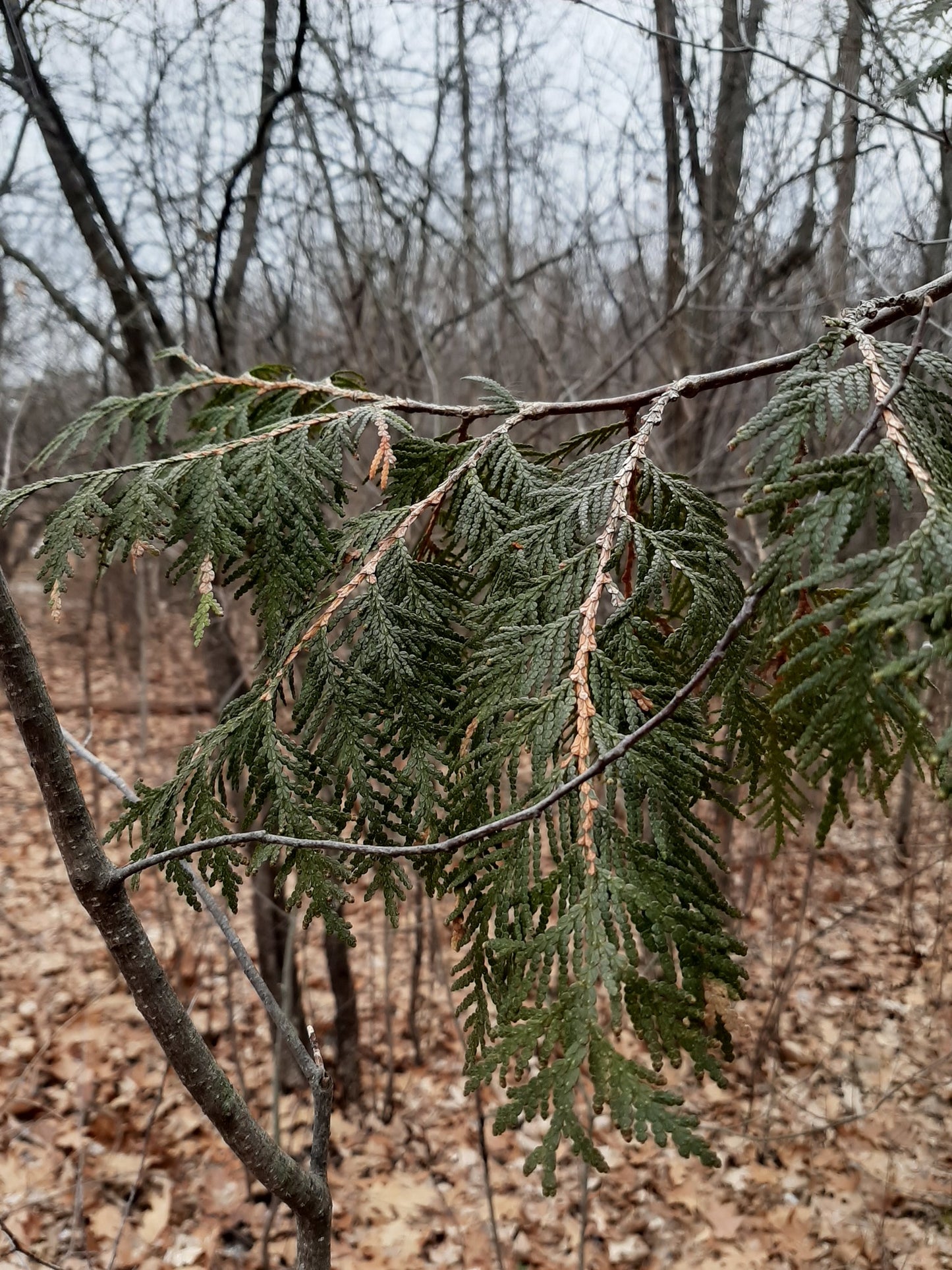 Thuja occidentalis (Fr: thuya occidental | En: Eastern white cedar)