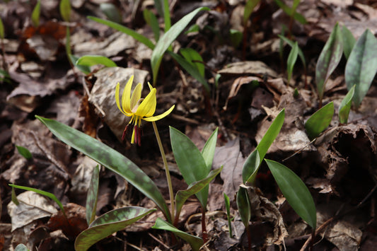 Erythronium americanum (Fr: érythrone d'Amérique | En: Yellow Trout Lily)