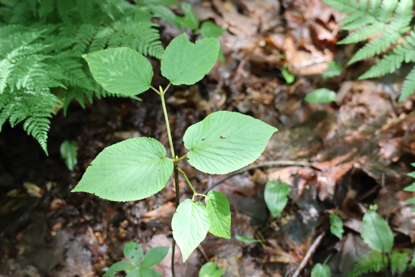 Viburnum lantanoides (Fr: viorne bois-d'orignal | En: hobblebush)