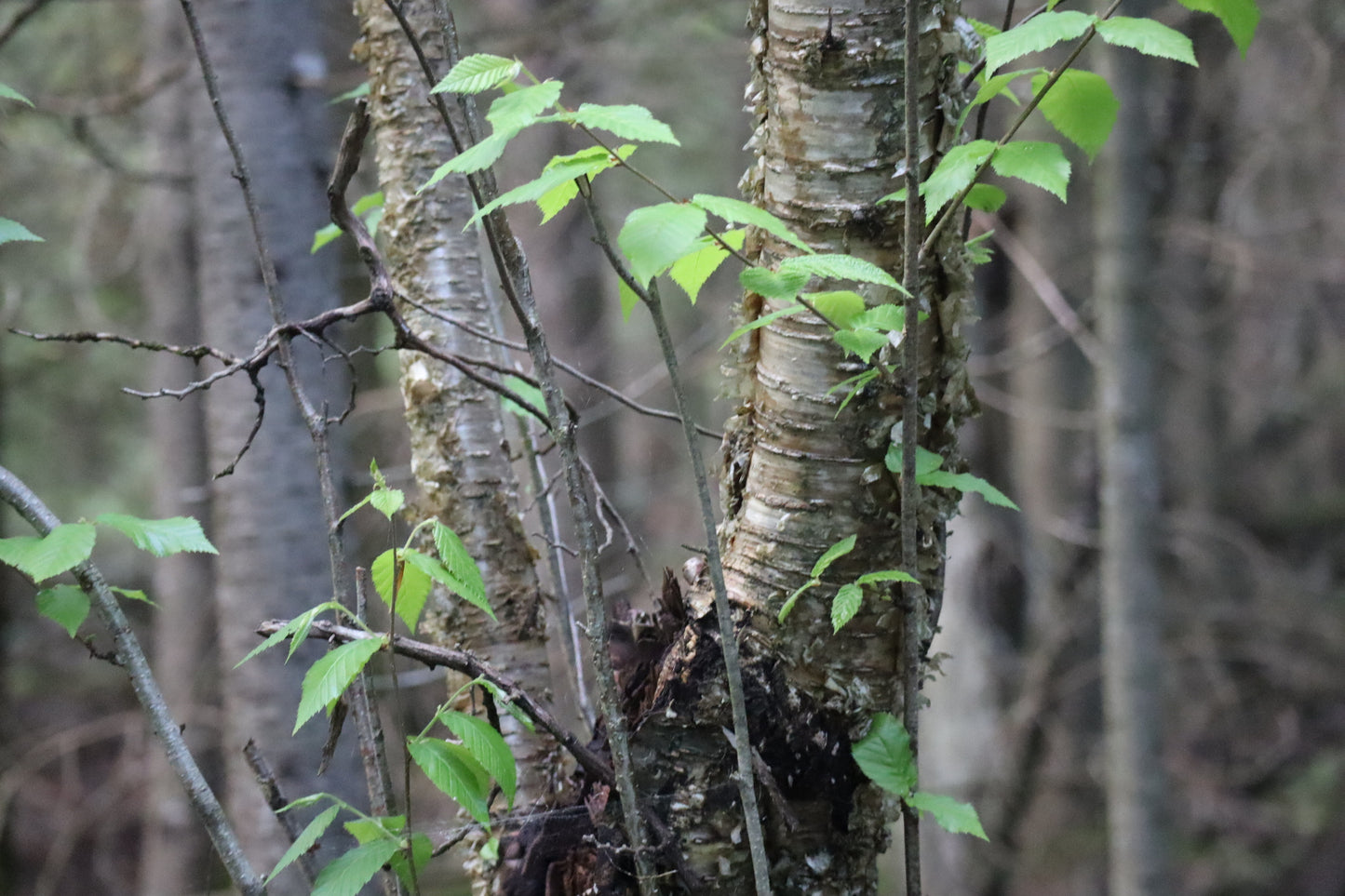Betula alleghaniensis (Fr: bouleau jaune | En: yellow birch)