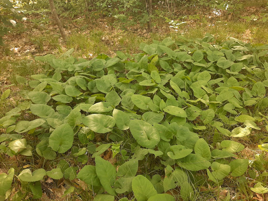 Eurybia macrophylla (Fr: aster à grandes feuilles | En: large-leaved aster)