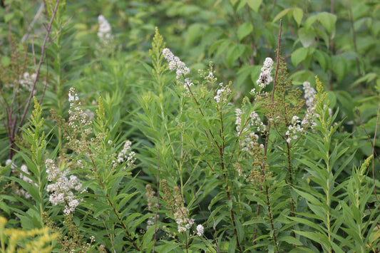 Spiraea alba (Fr: spirée blanche | En: white meadowsweet)